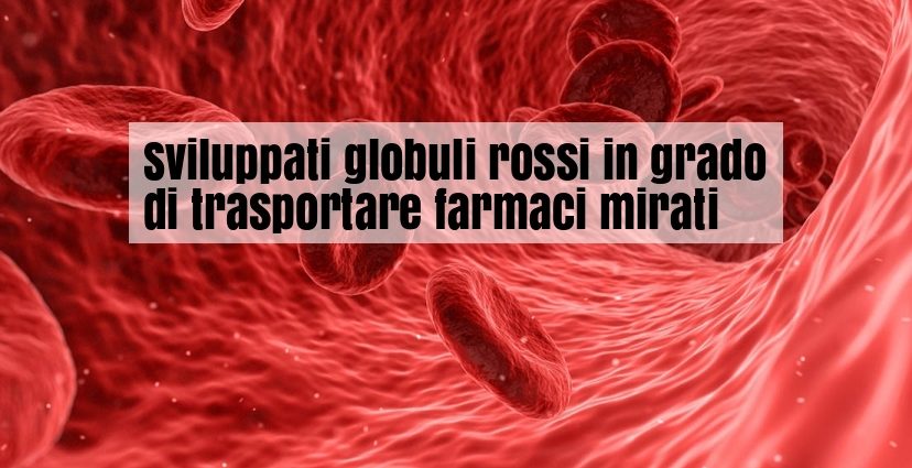 Super globuli rossi trasportano farmaci