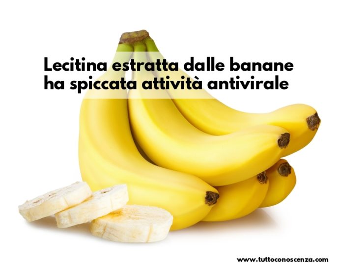 Lecitina banane antivirale