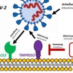 Potenziale farmaco per Coronavirus: Camostat mesilato blocca l'ingresso del virus nelle cellule