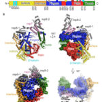 Coronavirus Covid-19: scoperta struttura molecolare che lo fa replicare