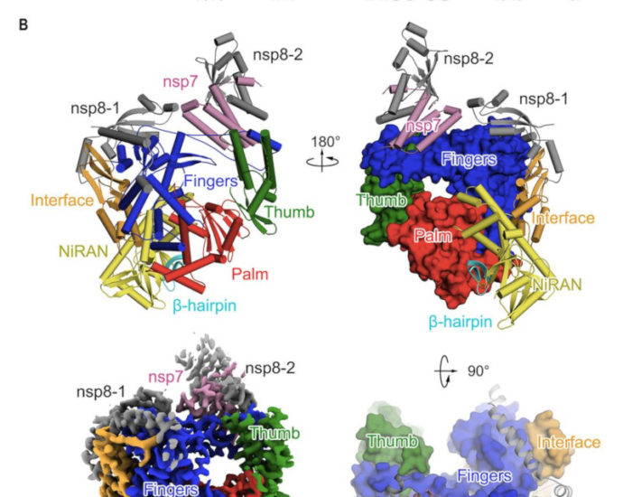 Covid-19 struttura enzima replicazione