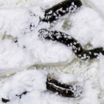 Scoperte larve di Scarabeo che degradano la plastica polistirolo