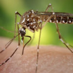 Repellenti per zanzare naturali: nuove scoperte