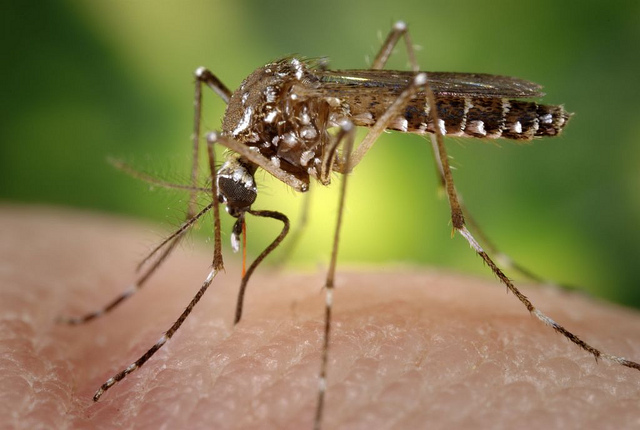 Nuovi repellenti zanzare naturali