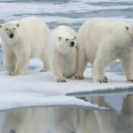 Orsi polari a rischio estinzione entro il 2100