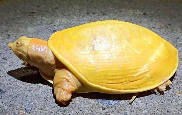 Tartaruga rara gialla albina