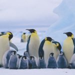 Dallo spazio scoperte 11 colonie di pinguini in Antartide