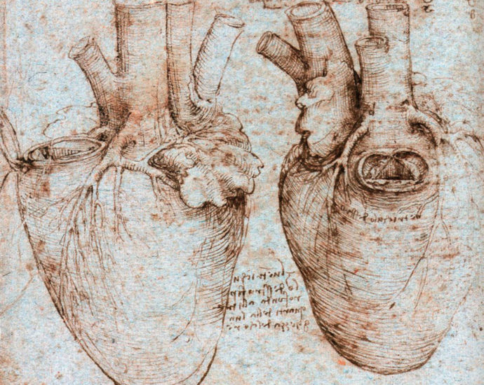 Trabecole cuore disegnate da Leonardo Da Vinci