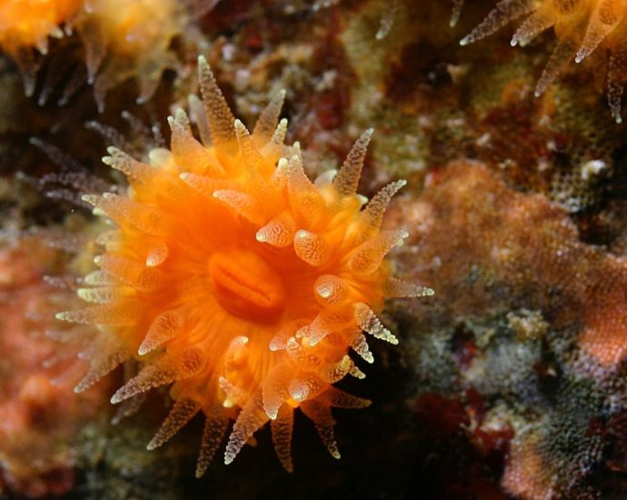 Coralli a rischio estinzione accumulano inquinanti