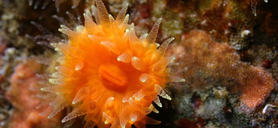 Coralli a rischio estinzione accumulano inquinanti