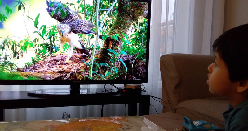 Guardare natura in TV fa bene