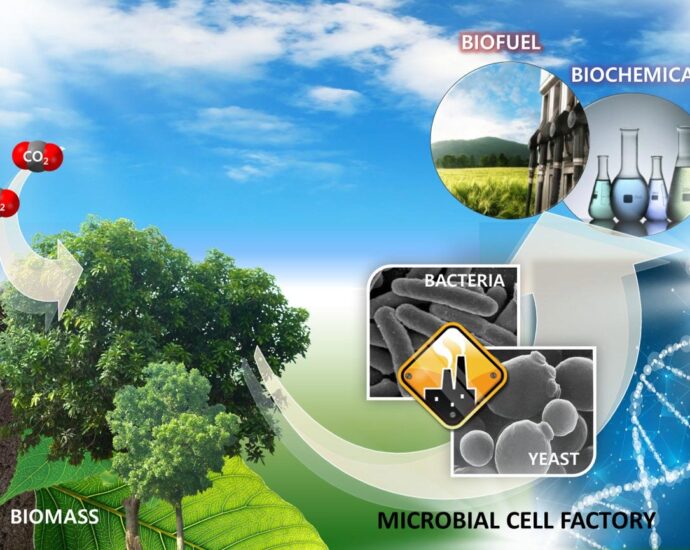 Biodiesel da biomasse con microrganismi