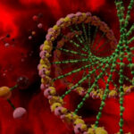 Rigenerazione DNA scoperto gene anfibi