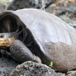 Tartaruga Fernandina Galapagos estinta