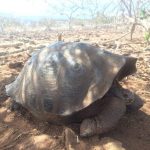 Nuove specie animali 2022: la tartaruga gigante scoperta alle Galapagos