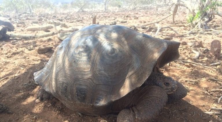 Nuova specie tartaruga gigante Galapagos