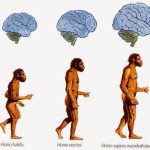 Storia dell'evoluzione del cervello umano