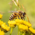Curiosità sulle api: sanno contare e distinguere i numeri pari e dispari