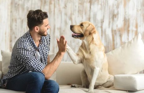 Perché il cane è il migliore amico dell'uomo