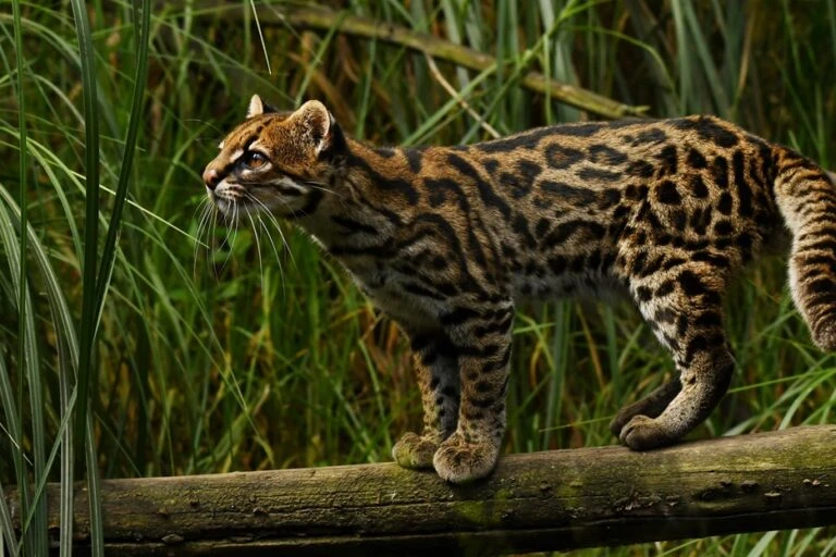 Scoperta nuova specie gatto Leopardus pardinoides